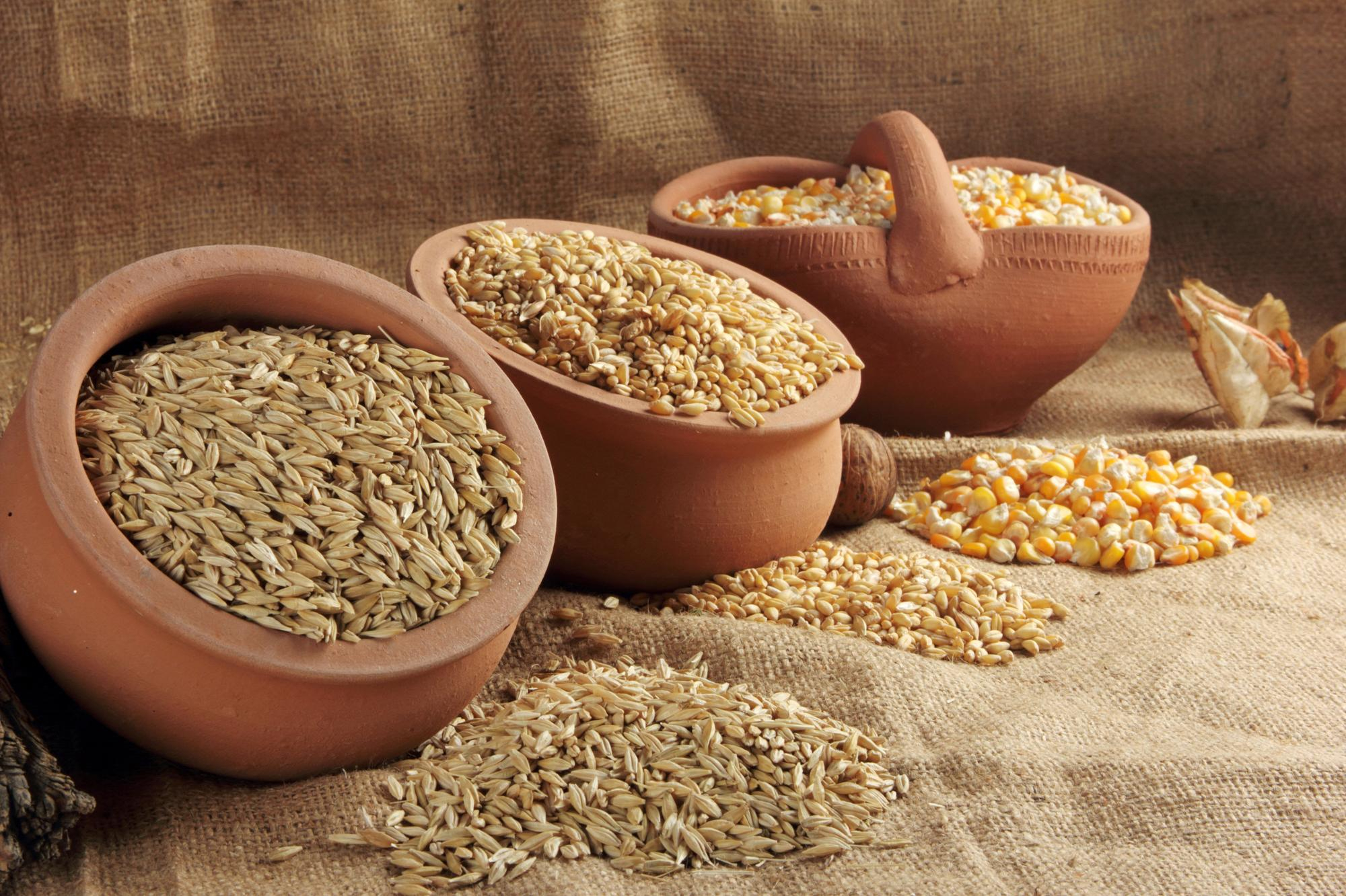 Clay bowls filled with rice, wheat, and corn grains on burlap